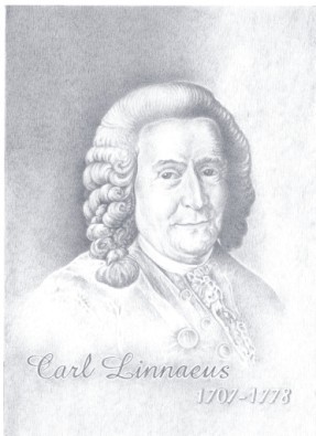 Linné vízjelterv